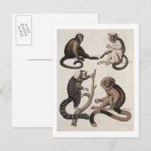 Apen (kleurenlitho) briefkaart (Voorkant / Achterkant)