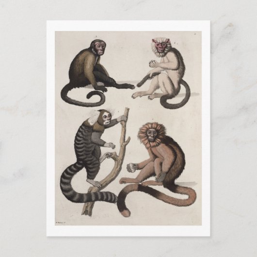 Apen (kleurenlitho) briefkaart (Voorkant)