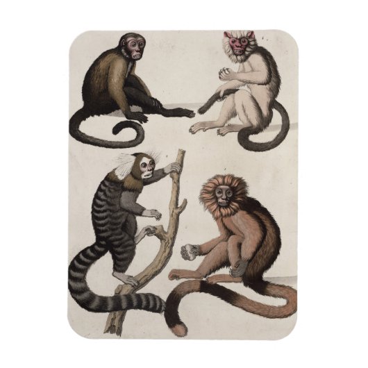 Apen (kleurenlitho) magneet (Verticaal)