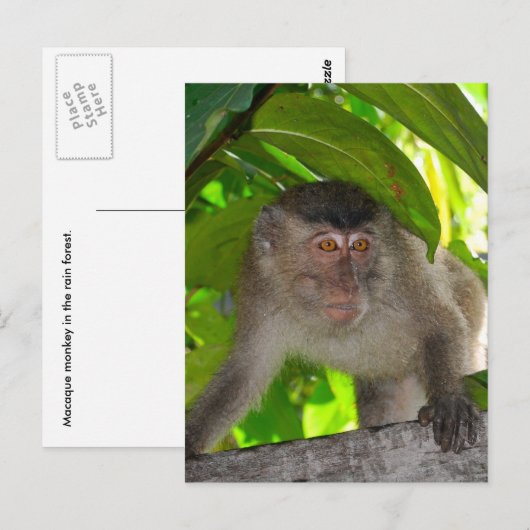 apen: Macaque in Kalimantan Indonesië Briefkaart (Voorkant / Achterkant)