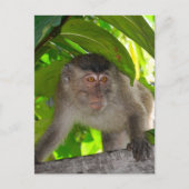 apen: Macaque in Kalimantan Indonesië Briefkaart (Voorkant)