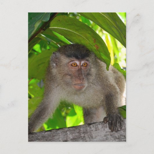 apen: Macaque in Kalimantan Indonesië Briefkaart (Voorkant)