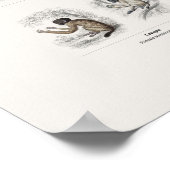 Apen - Naturalist's Library Poster (Hoek)