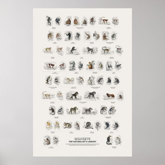 Apen - Naturalist's Library Poster (Voorkant)