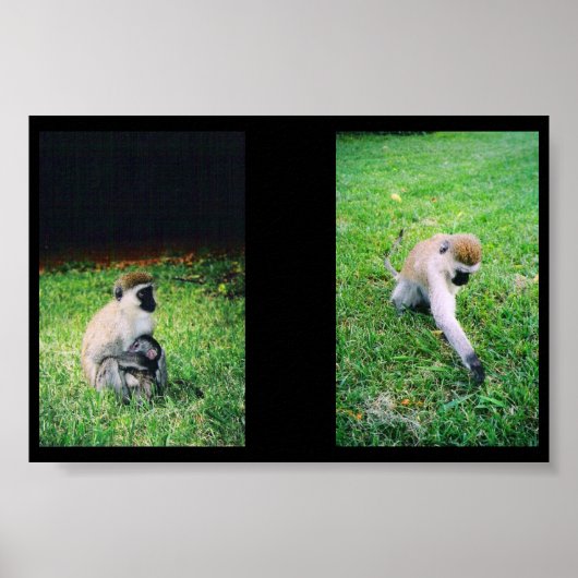 apen poster (Voorkant)