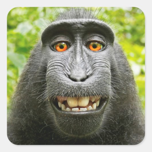 Apen Selfie Vierkante Sticker (Voorkant)