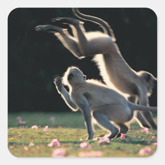 apen spelen vierkante sticker (Voorkant)