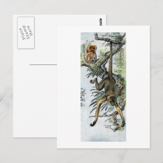 Apen - spin & tamarin briefkaart (Voorkant / Achterkant)