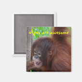 Apen zijn Geweldige Magneet (Voorkant / Achterkant)