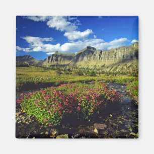 Apenbloemen bij Logan Pass in Glacier National Magneet