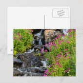 Apenbloemen langs Lunch Creek in Glacier Briefkaart (Voorkant / Achterkant)