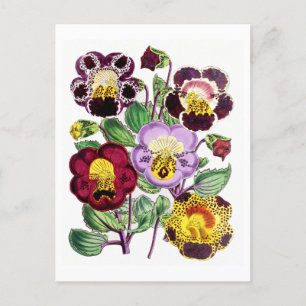 Apenbloemen Vintage Botanische Ansichtkaart Briefkaart