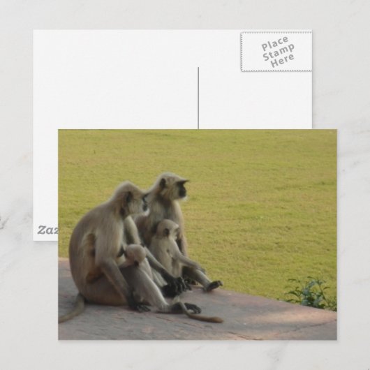 apenfamilie 2 briefkaart (Voorkant / Achterkant)