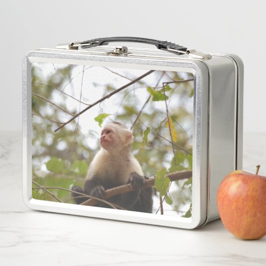 Apenfotografie, Witgezichtkapucijner (In situ)