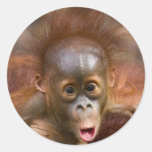 Apenhandel 1 ronde sticker (Voorkant)