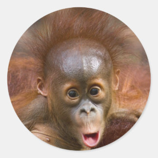 Apenhandel 1 ronde sticker