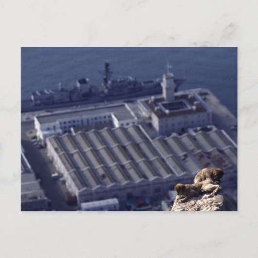 apenhandel in Gibraltar Briefkaart (Voorkant)