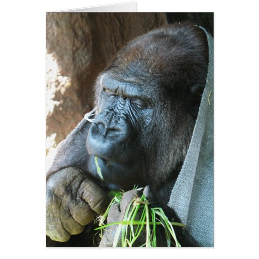 Apenkap ~ Japanse Gorilla Eet Wenskaart (Voorkant)