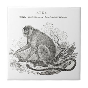  apenkunst uit de jaren 1800 tegeltje