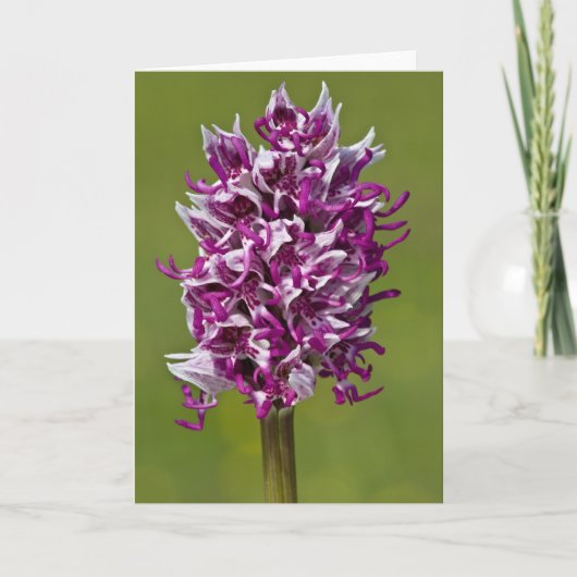 Apenorchidee - Wenskaart Kaart (Voorkant)