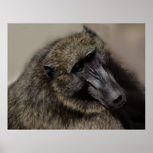 Apes liefde voor altijd poster (Voorkant)