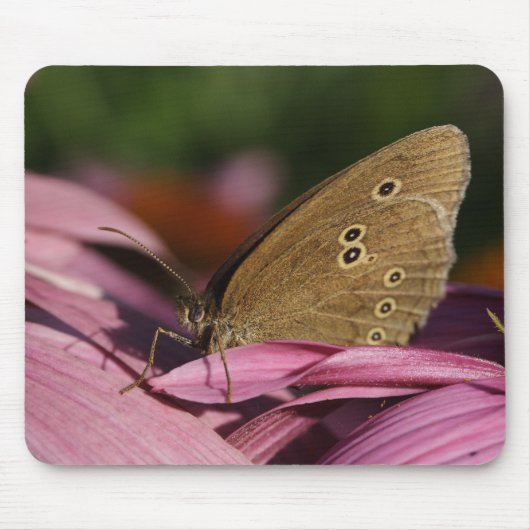 Aphantopus hyperantus muismat (Voorkant)