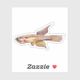 aphyosemion bitaeniatum ijebu ode Killifish Sticker