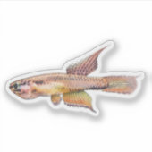 aphyosemion bitaeniatum ijebu ode Killifish Sticker (Voorkant)