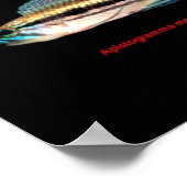 Apistogrammaの 間 ポ ス 仲 の タ poster (Hoek)