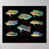 Apistogrammaの 間 ポ ス 仲 の タ poster (Voorkant)