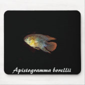 Apistogramma borellii mousepad muismat (Voorkant)