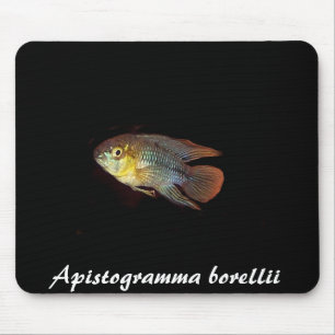 Apistogramma borellii mousepad muismat