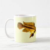 Apistogrammas Dwergcichlide Koffiemok (Links)