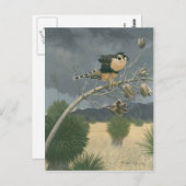 Aplomado Falcon Briefkaart (Voorkant / Achterkant)