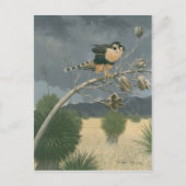 Aplomado Falcon Briefkaart (Voorkant)