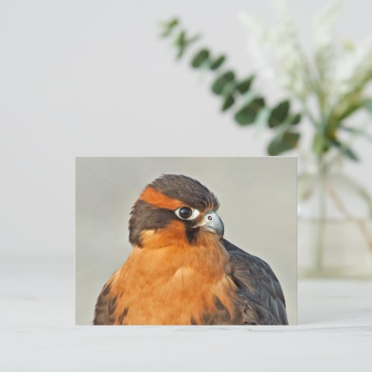 Aplomado Falcon Close Briefkaart (Staand voorkant)