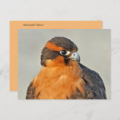 Aplomado Falcon Close Briefkaart (Voorkant / Achterkant)