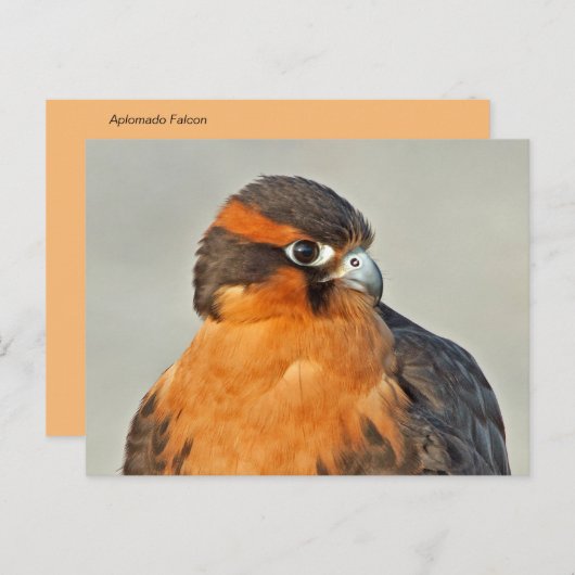 Aplomado Falcon Close Briefkaart (Voorkant / Achterkant)