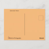 Aplomado Falcon Close Briefkaart (Achterkant)