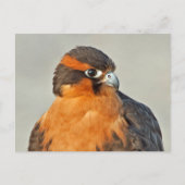 Aplomado Falcon Close Briefkaart (Voorkant)
