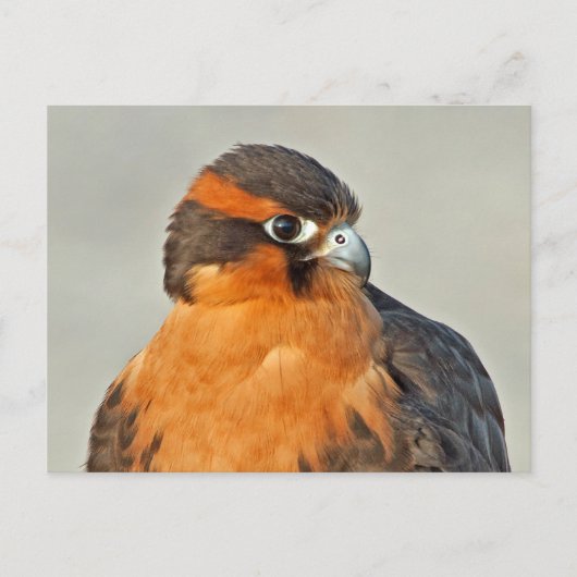Aplomado Falcon Close Briefkaart (Voorkant)