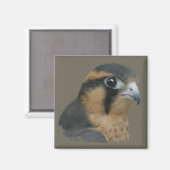 Aplomado Magneet (Voorkant / Achterkant)