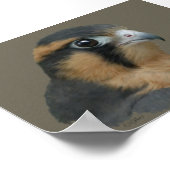 Aplomado Poster (Hoek)