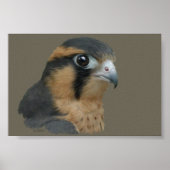 Aplomado Poster (Voorkant)