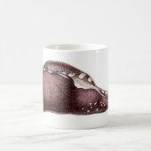 Aplysia inca koffiemok (Center)