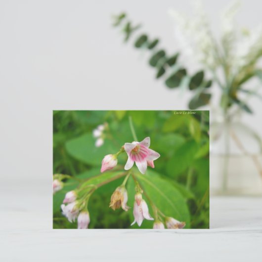 Apocyn à feuilles d'androsème briefkaart (Staand voorkant)