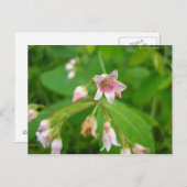 Apocyn à feuilles d'androsème briefkaart (Voorkant / Achterkant)