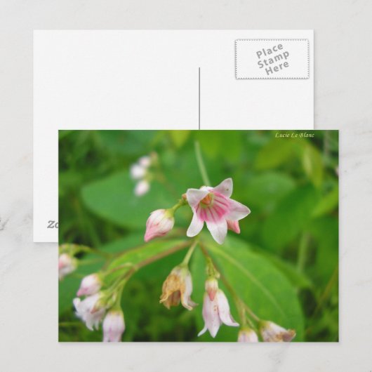 Apocyn à feuilles d'androsème briefkaart (Voorkant / Achterkant)