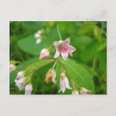 Apocyn à feuilles d'androsème briefkaart (Voorkant)