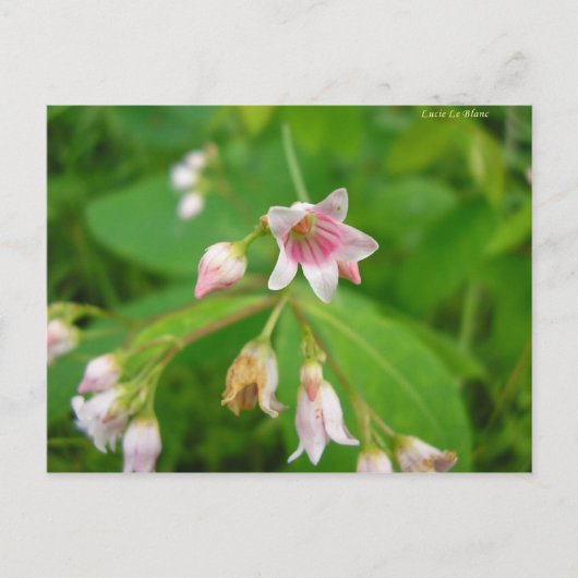 Apocyn à feuilles d'androsème briefkaart (Voorkant)